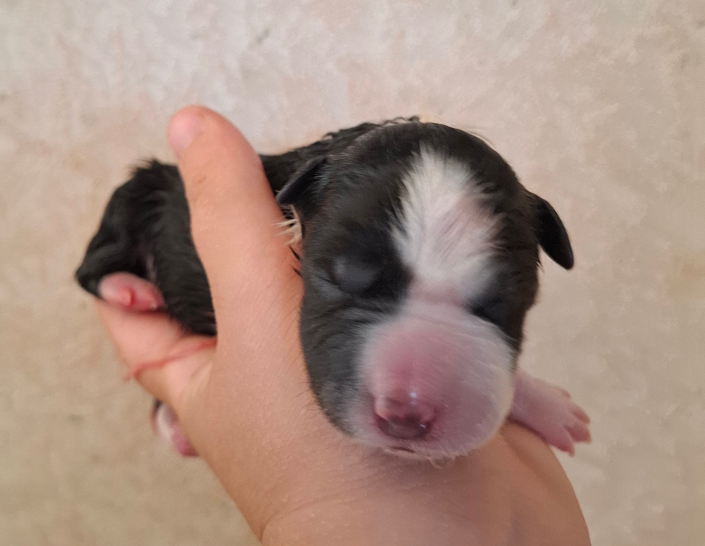 Des Truffes Colorées - Chiots disponibles - Border Collie