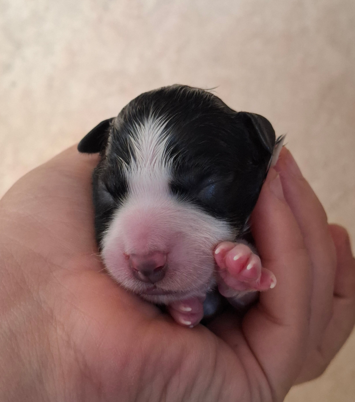 Des Truffes Colorées - Chiots disponibles - Border Collie
