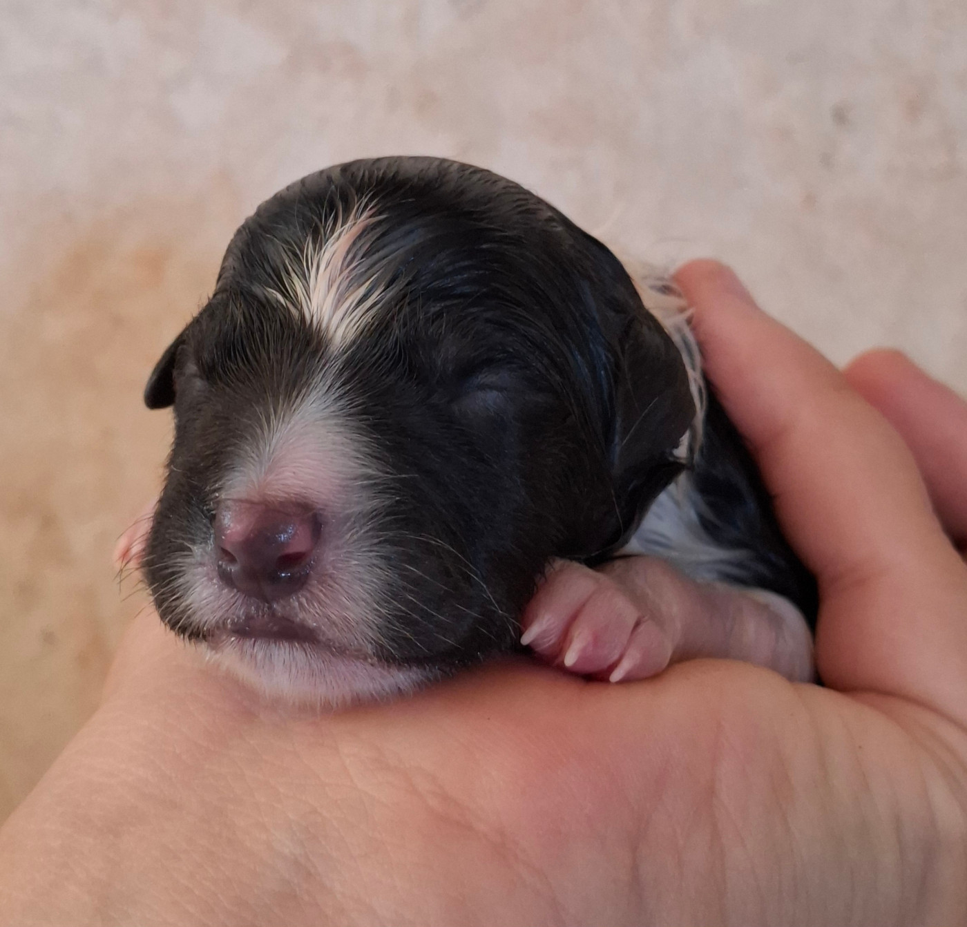 Des Truffes Colorées - Chiots disponibles - Border Collie