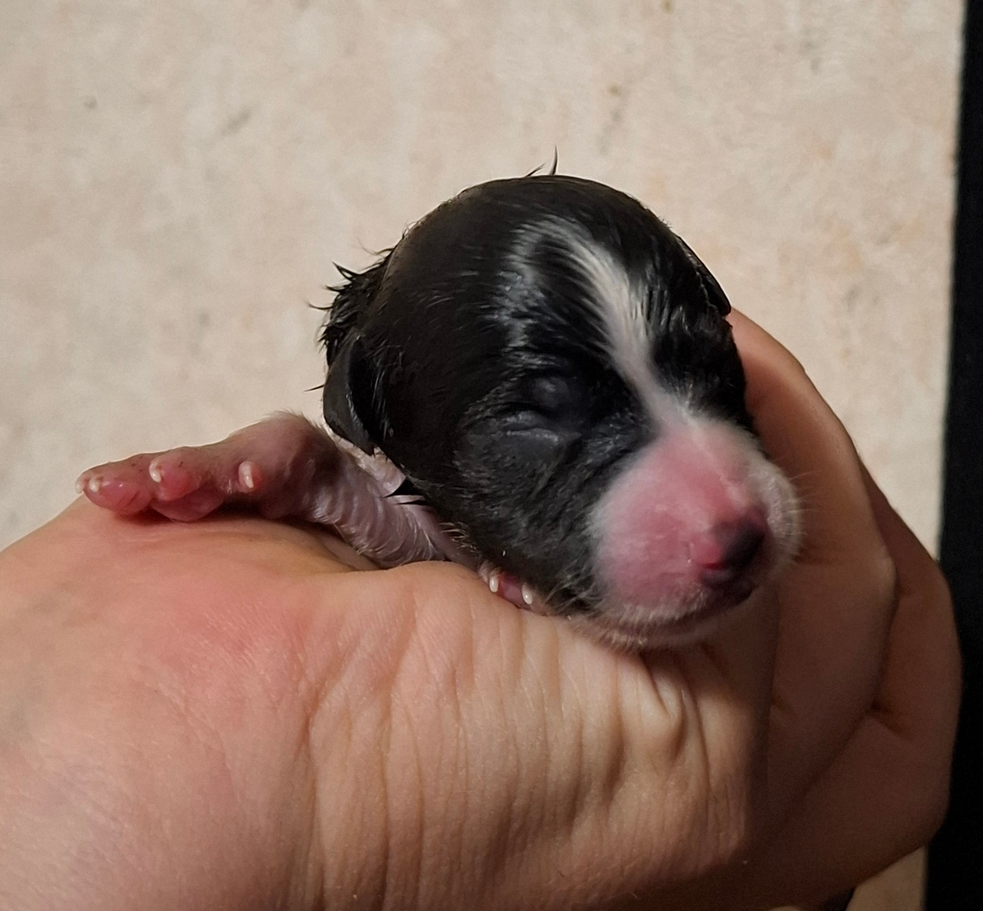 Des Truffes Colorées - Chiots disponibles - Border Collie