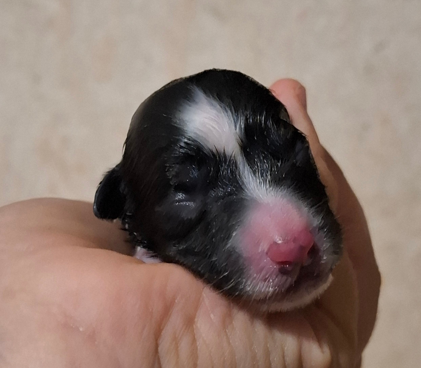 Des Truffes Colorées - Chiots disponibles - Border Collie