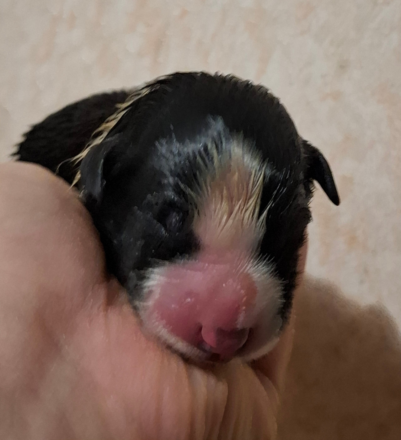 Des Truffes Colorées - Chiots disponibles - Border Collie