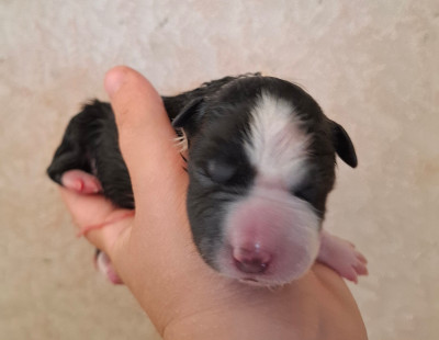 CHIOT 1