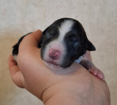 CHIOT 3